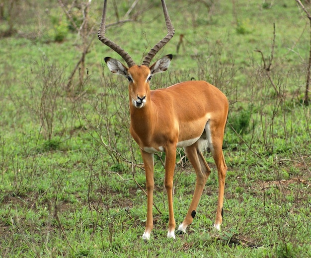 Impala in un ambiente arbustivo