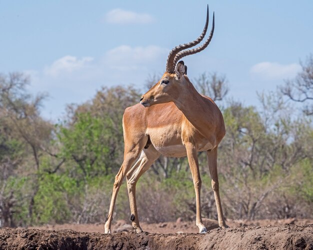 Impala maschio che guarda indietro sopra la sua spalla