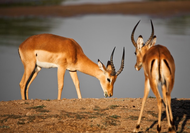 Impala maschio