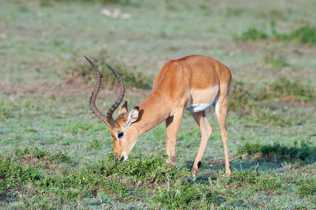 Impala sgranocchiando nella savana