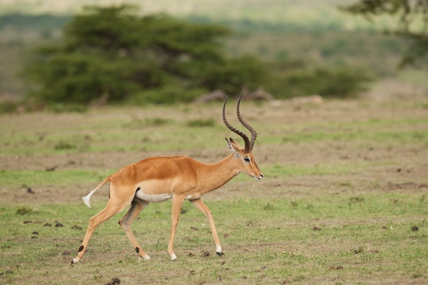 Impala sgranocchiando nella savana