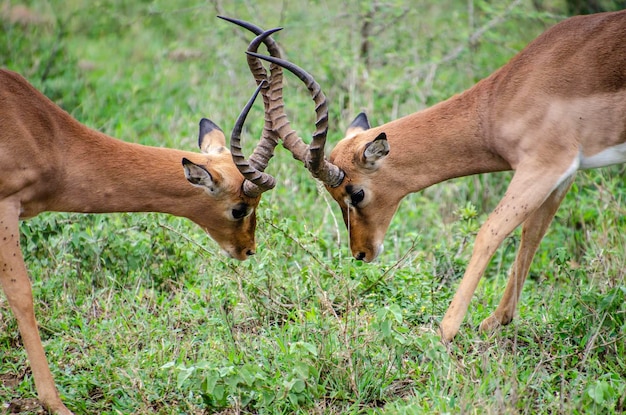 Impala sudafricano Aepyceros melampus melampus