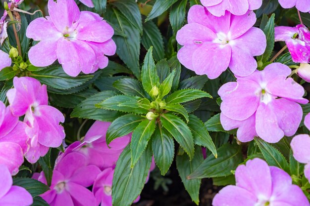 Impatiens di nuova guinea rosa chiaro o fiore di impatiens hawkeri nel primo piano del giardino preso direttamente dall'alto