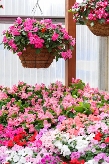 Impatiens in vaso chiamato anche aiuola di fiori di balsamo in multicolori