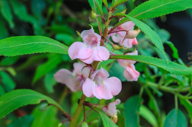 Impatiens pianta glandulifera