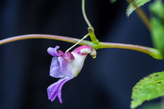 Impatiens psittacina, conosciuto variamente come il