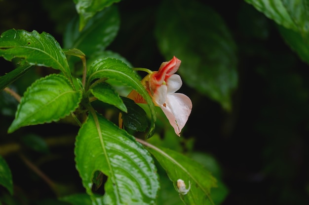 Impatiens pulchra è un fiore di fioritura del primo piano della pianta rara in natura