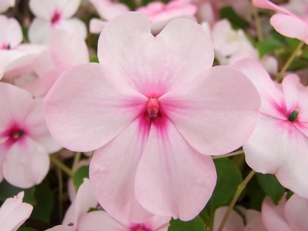 Impatiens rosa, Busy Lizzie, nome scientifico Impatiens walleriana fiori chiamati anche Balsam