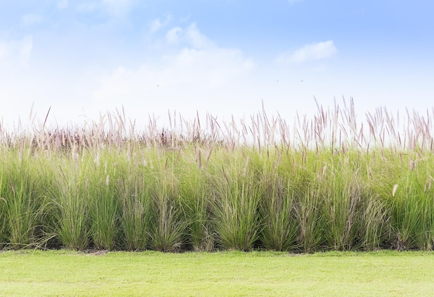 Imperata cylindrica Beauv con campo d'erba