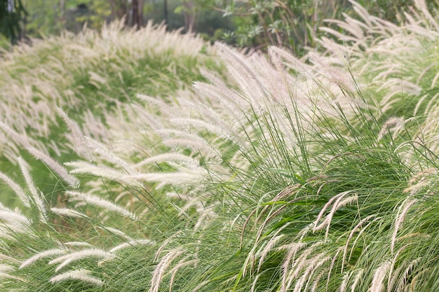 Imperata cylindrica Beauv di Feather grass in giardino