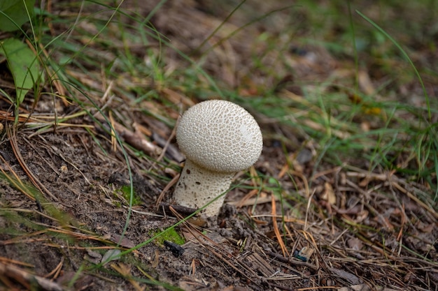 Impermeabile del fungo nel primo piano dell'erba, primo piano del fungo nella foresta