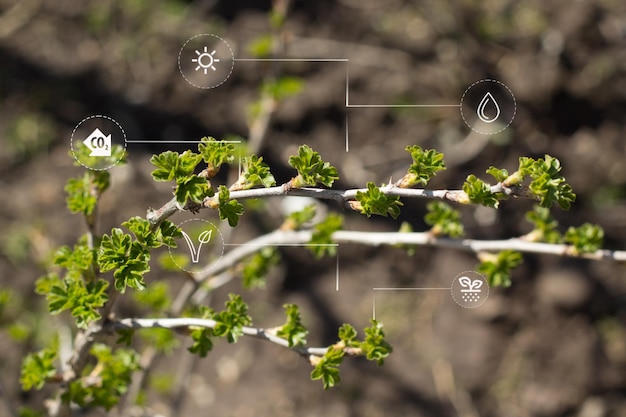 Impianti di concimazione e lavorazione primaverili che coltivano foglie giovani su icone di cespugli con simboli del sole d'acqua