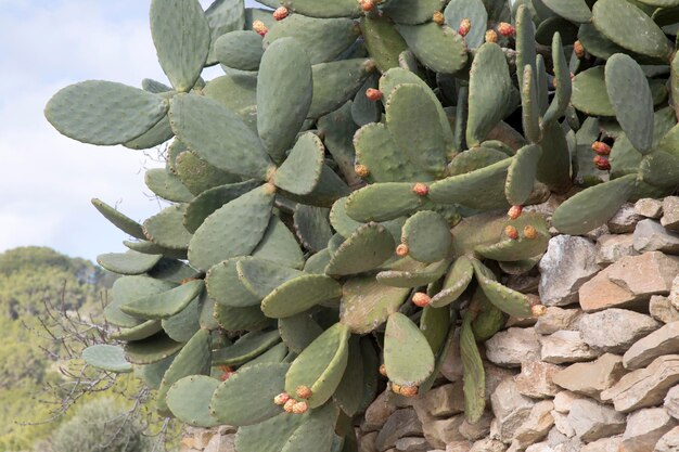 Impianto di cactus a Santa Agnes, Ibiza, Spagna