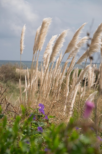 Impianto di coda di volpe a Las Flores Beach durante il tramonto Maldonado Uruguay