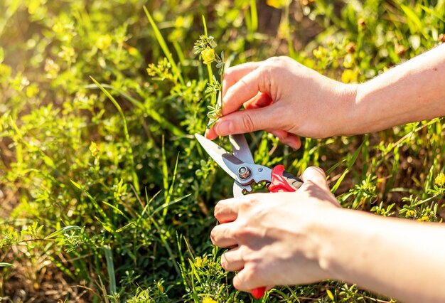 Impianto di taglio delle mani in giardino con cesoie