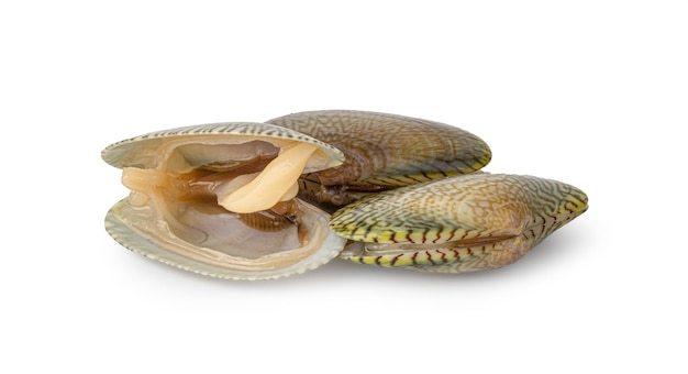 Impilati fresche vongole crude su sfondo bianco Surf clam a collo corto clam Carpet clamVenus shell vongole fresche per la cottura degli alimenti