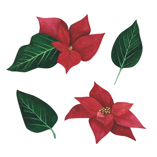 Impostare la pianta di Natale Poinsettia isolata su sfondo bianco Illustrazione di Natale disegnata a mano con acquerello Arte per il design