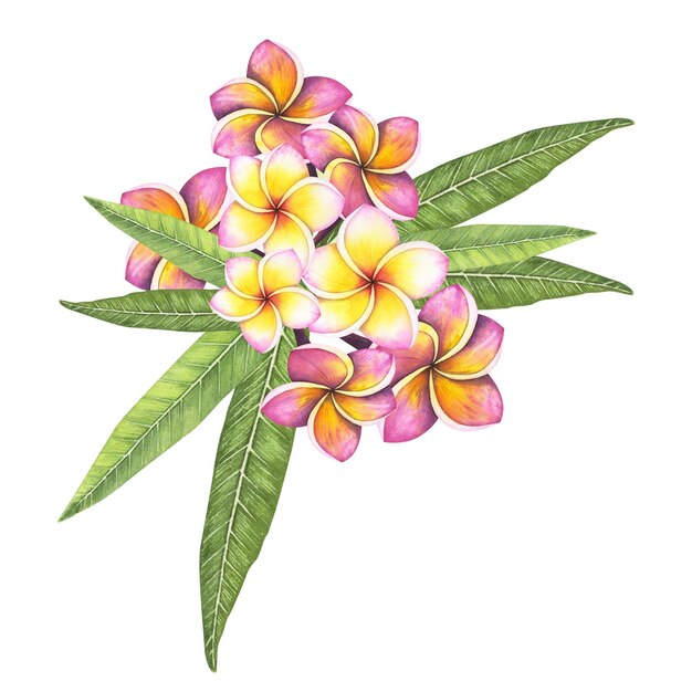 Impostare Plumeria fiore isolato su sfondo bianco Illustrazione botanica frangipani disegnata a mano acquerello per il design