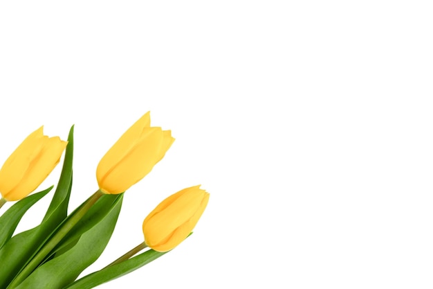 Impostare tulipani isolati singoli e bouquet su sfondo bianco con percorso di ritaglio Oggetti di fiori per la progettazione di cartoline pubblicitarie Fiori di primavera Disegno della natura Fiori bellissimi Mockup