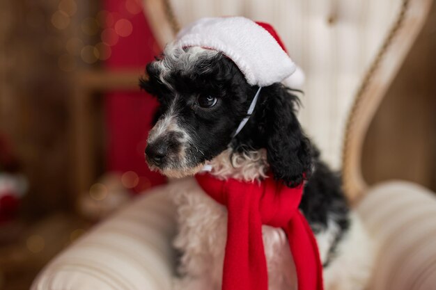 Impostazione di Natale Felice stile animale domestico cane vestito Xmas abbigliamento per festeggiare il Capodanno