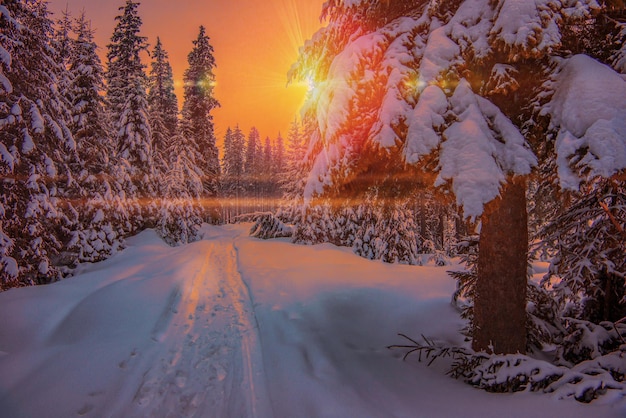 Impraticabile strada forestale invernale innevata con abeti