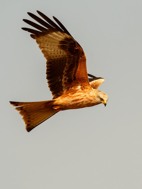 Impressionante rapace in volo