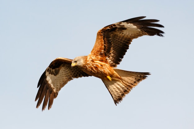 Impressionante rapace in volo