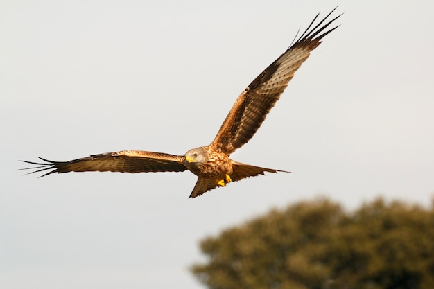 Impressionante rapace in volo