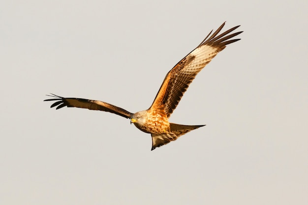 Impressionante rapace in volo