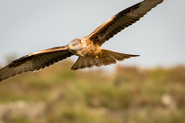 Impressionante rapace in volo