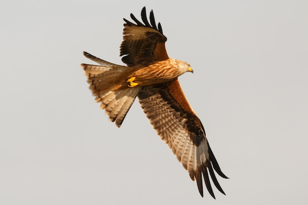 Impressionante rapace in volo