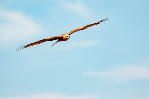 Impressionante rapace in volo