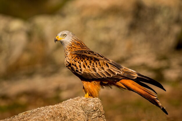 Impressionante uccello nel campo con