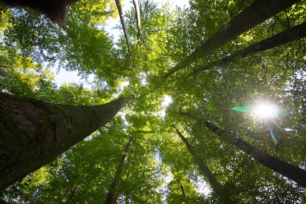 Impressionanti alberi nella foresta Fresca primavera verde Vista dal basso