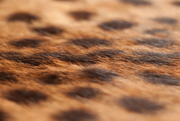 Impronta animale. Gatto selvatico, trama di pelliccia serval. Chiuda sullo sfondo naturale del fuoco molle