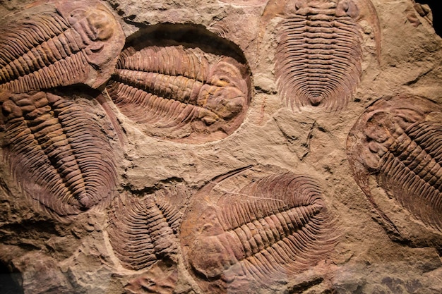 Impronta di trilobite fossile nel sedimento.