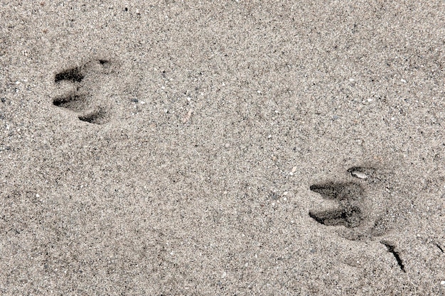 Impronte del cane nella sabbia sulla spiaggia