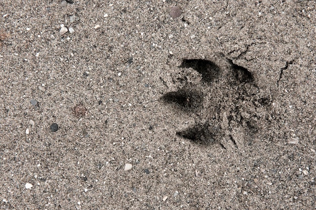 Impronte del cane nella sabbia sulla spiaggia