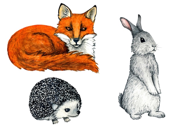 Impronte di animali della foresta selvaggia dell'acquerello Illustrazione volpe riccio lepre coniglio per bambini design