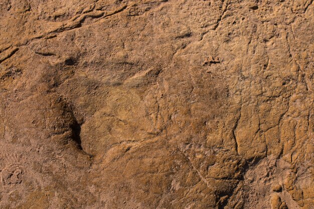 Impronte di dinosauro su pietra