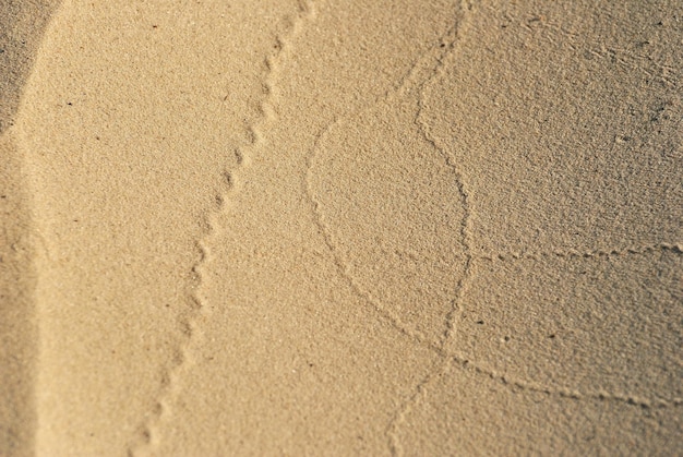 Impronte fatte dal vento e dagli insetti sulla sabbia in una mattina di sole
