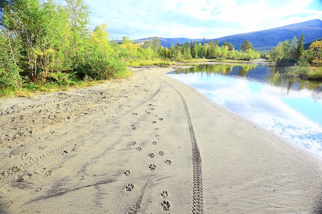 impronte nella sabbia cane sfondo astratto trama spiaggia