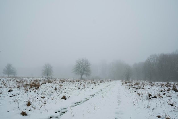 Impronte sul bordo nevoso della foresta nella nebbia