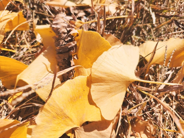 in autunno scatto ravvicinato di foglie di ginko gialle cadute sparse sul terreno