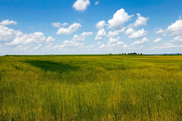 In campo agricolo