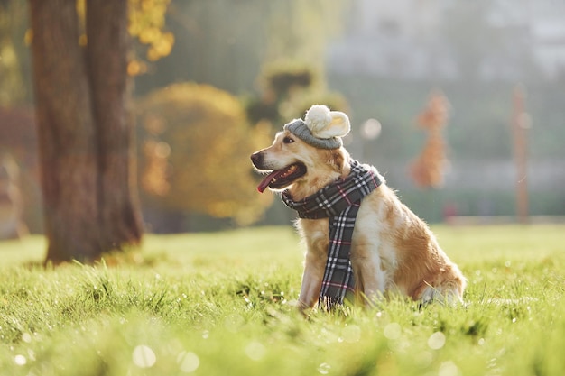 In cappello e sciarpa Bellissimo cane Golden Retriever fare una passeggiata all'aperto nel parco