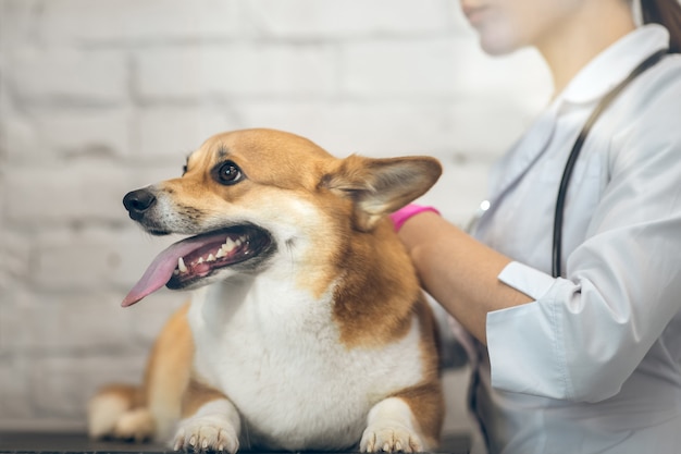 In clinica. Medico veterinario femminile che esamina il cane sveglio prima della vaccinazione