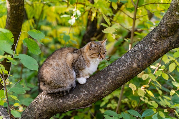 In estate in una luminosa giornata di sole un bel gatto grigio si siede su un albero e riposa Un grande gatto ritratto seduto su un albero nel parco