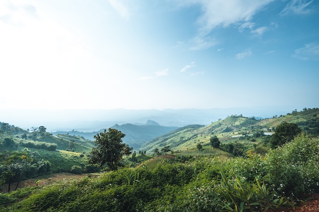 In montagna al pomeriggio, erba verde, aria tersa.