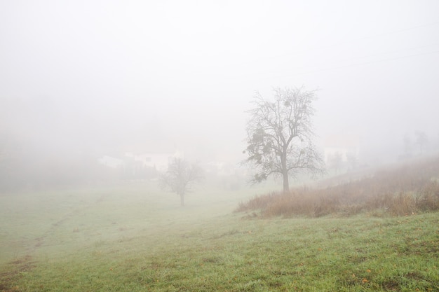 In natura dopo la nebbia